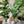 Love Bud Vase Bong - My Bud Vase